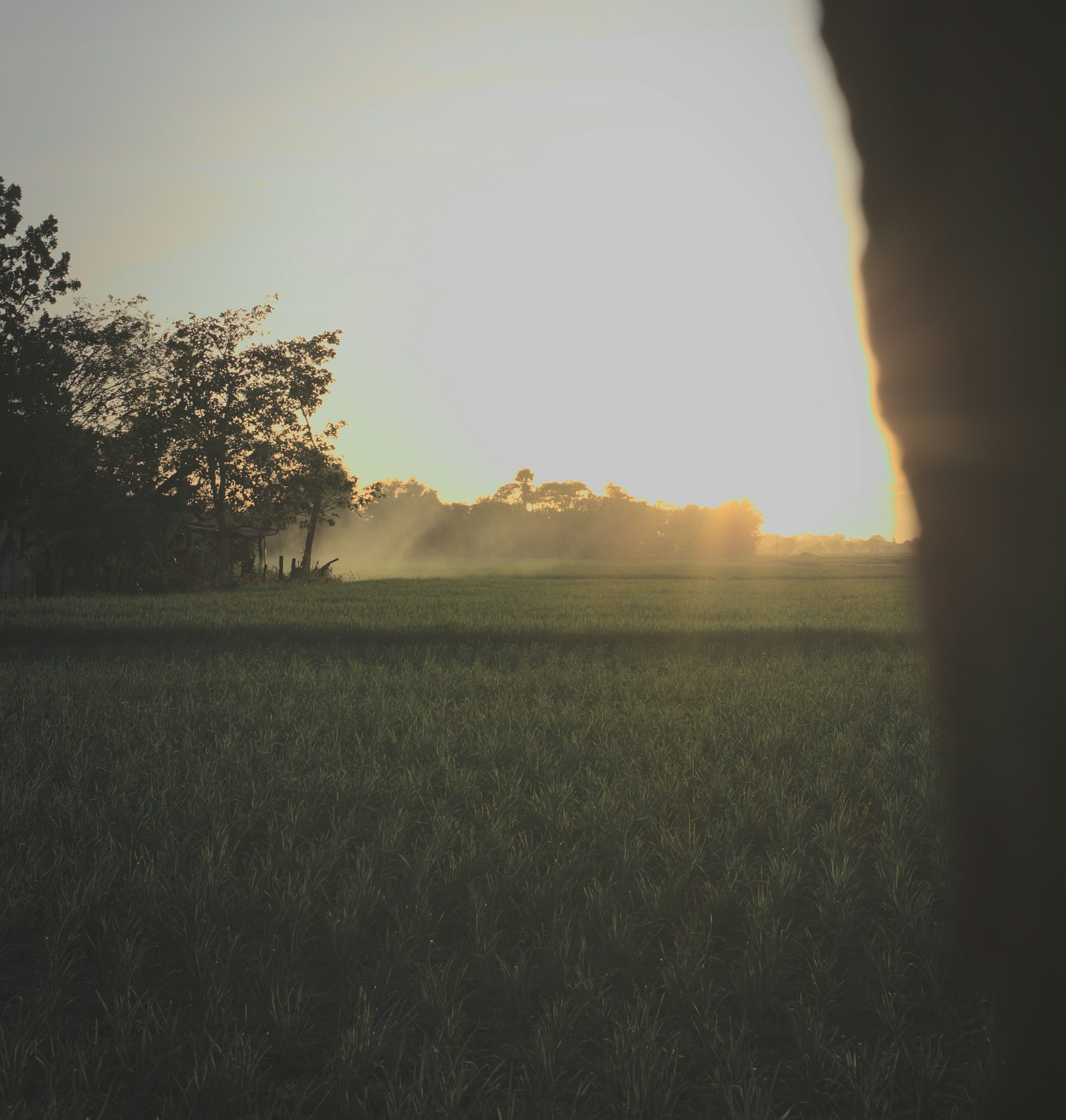 A green field at dusk